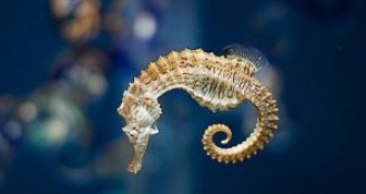 Cá ngựa và mật kỳ đà có trị được hen suyễn hay không?  Cá ngựa và mật kỳ đà có trị được hen suyễn hay không?